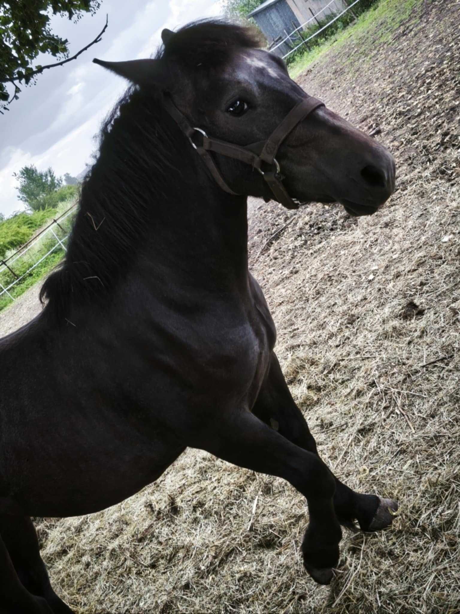 Sprzedam Źrebię Zimnokrwiste