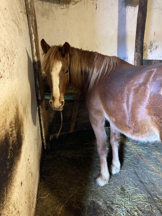 Продаю кобилу