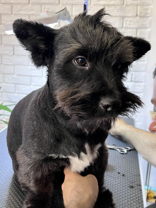 Грумінг салон на лівобережній