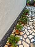 Vasos Planta Orquídea Sapatinho