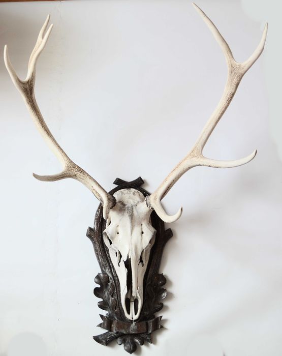 Poroże Rogi Jelenia na desce Zabytkowe trofeum 1945