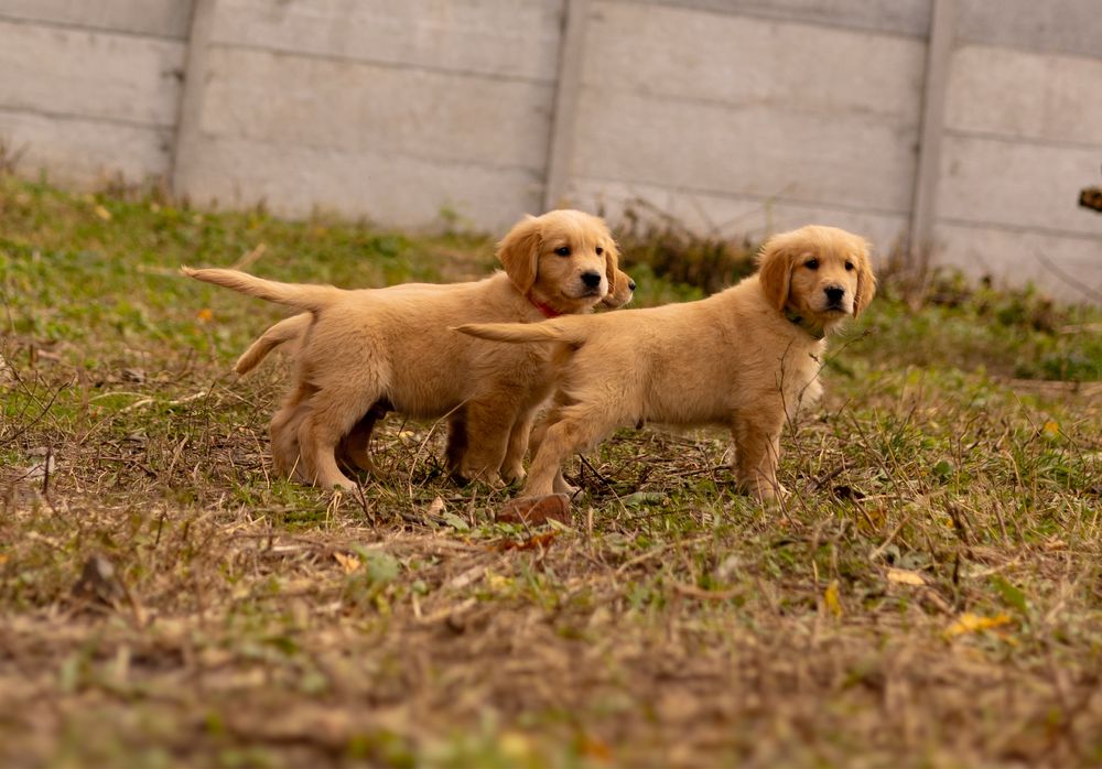 Щенки золотистого ретривера – дети чемпионов!