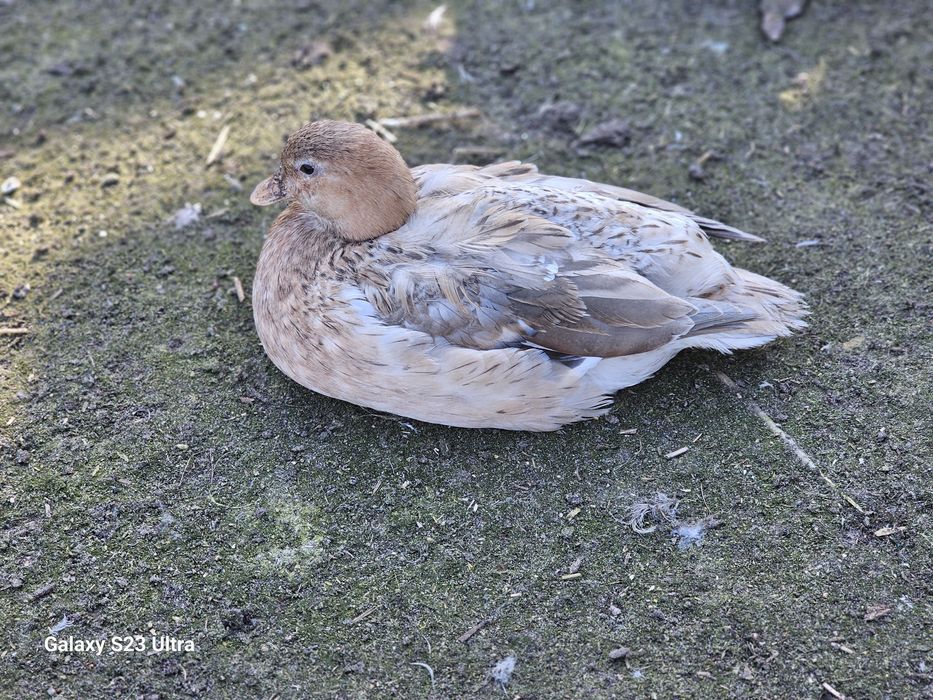 Młode kaczuszki I kaczorki call duck