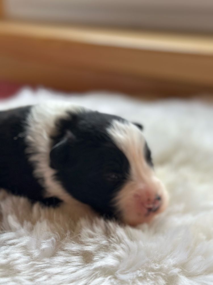 Śliczna suczka border collie ZKwP FCI po Grand Championie PL