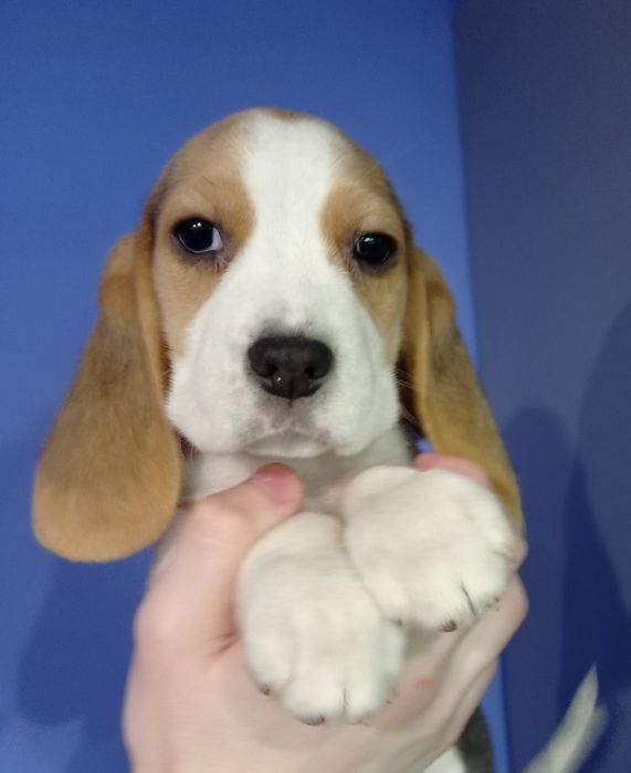 Біглюшки 2,5 місяці