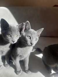 Элитные русские голубые котята