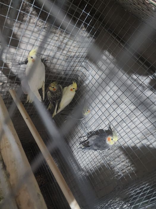 Caturras de boa qualidade