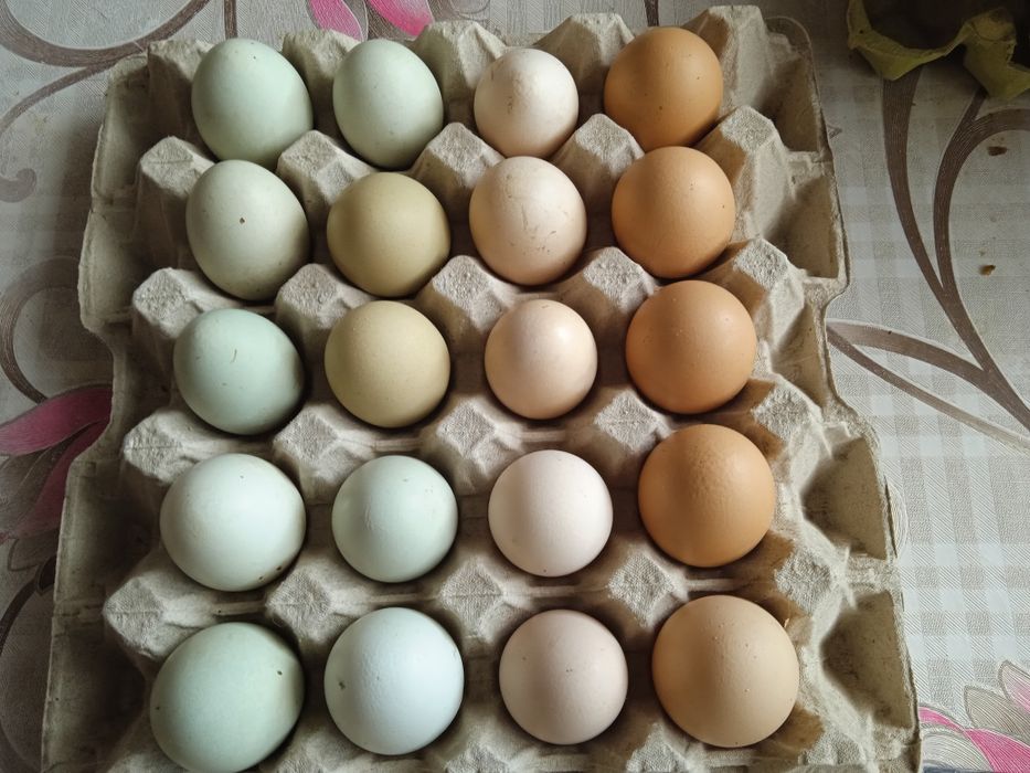 Jaja wiejskie z wolnego wybiegu