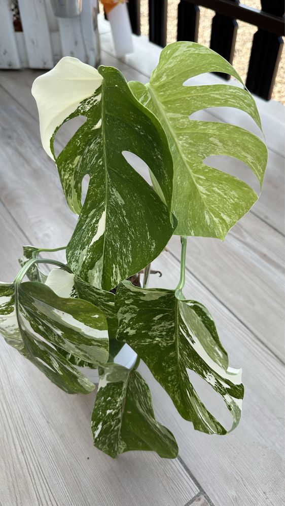 Monstera Variegata duża cała roślina
