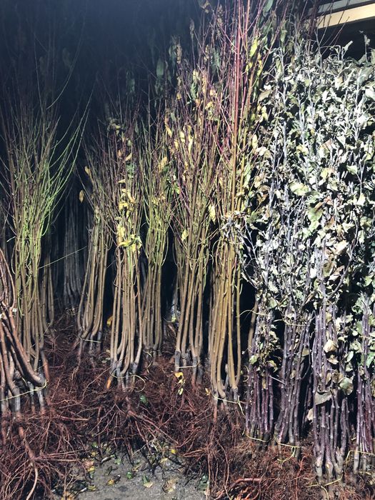 В наявносді саджанці опт