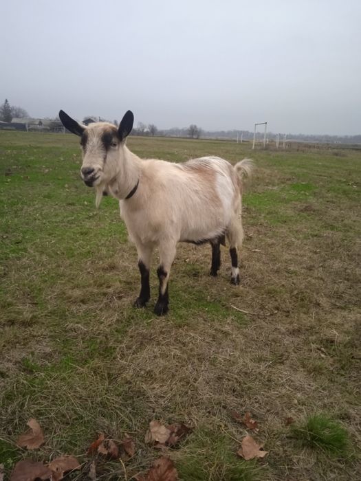 Продам котних коз