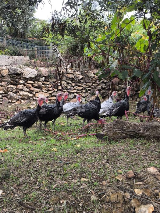 Perus criados no campo
