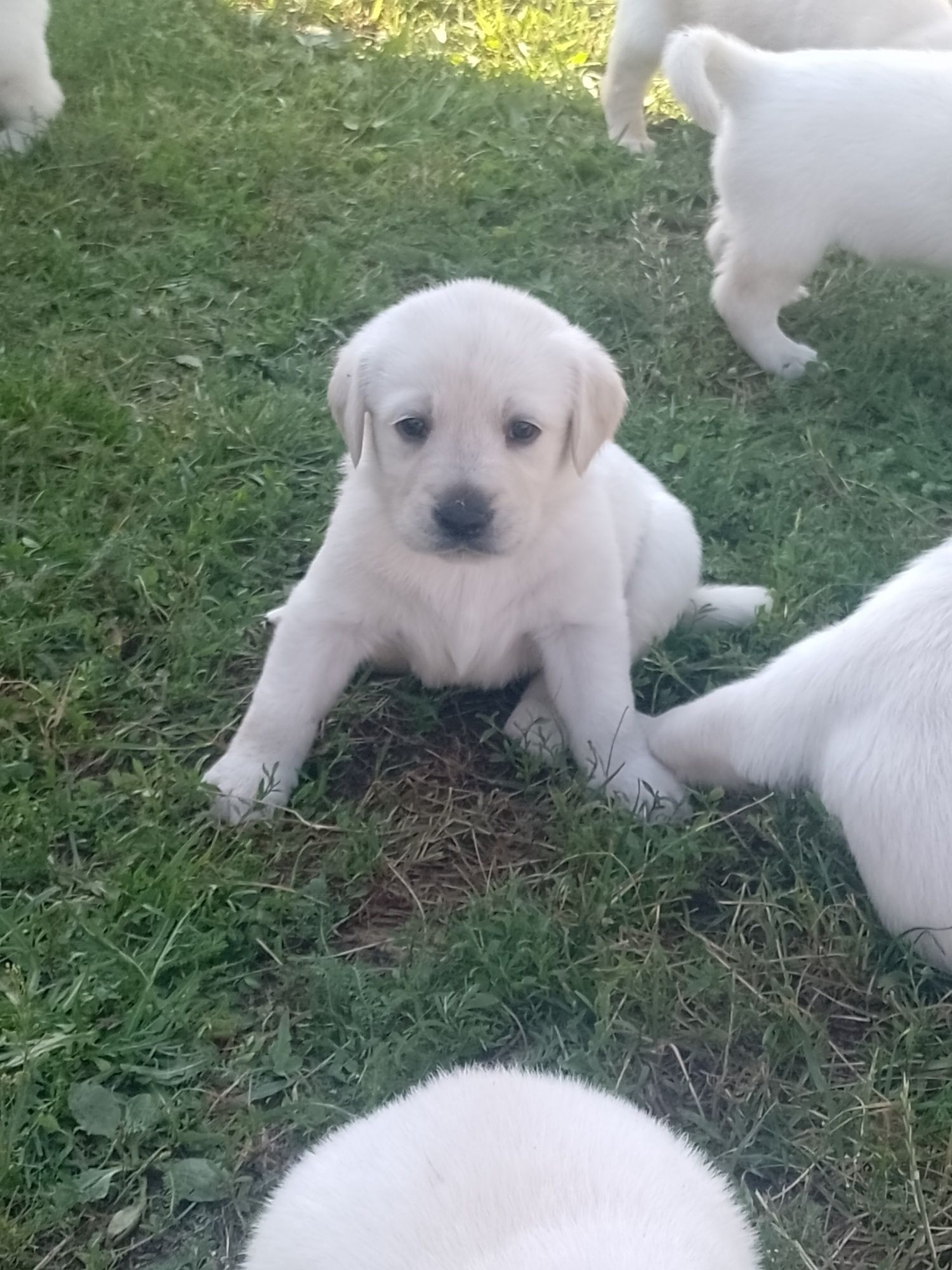 Labrador retriever biszkopty