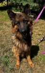 Piesek do adopcji DRAKO