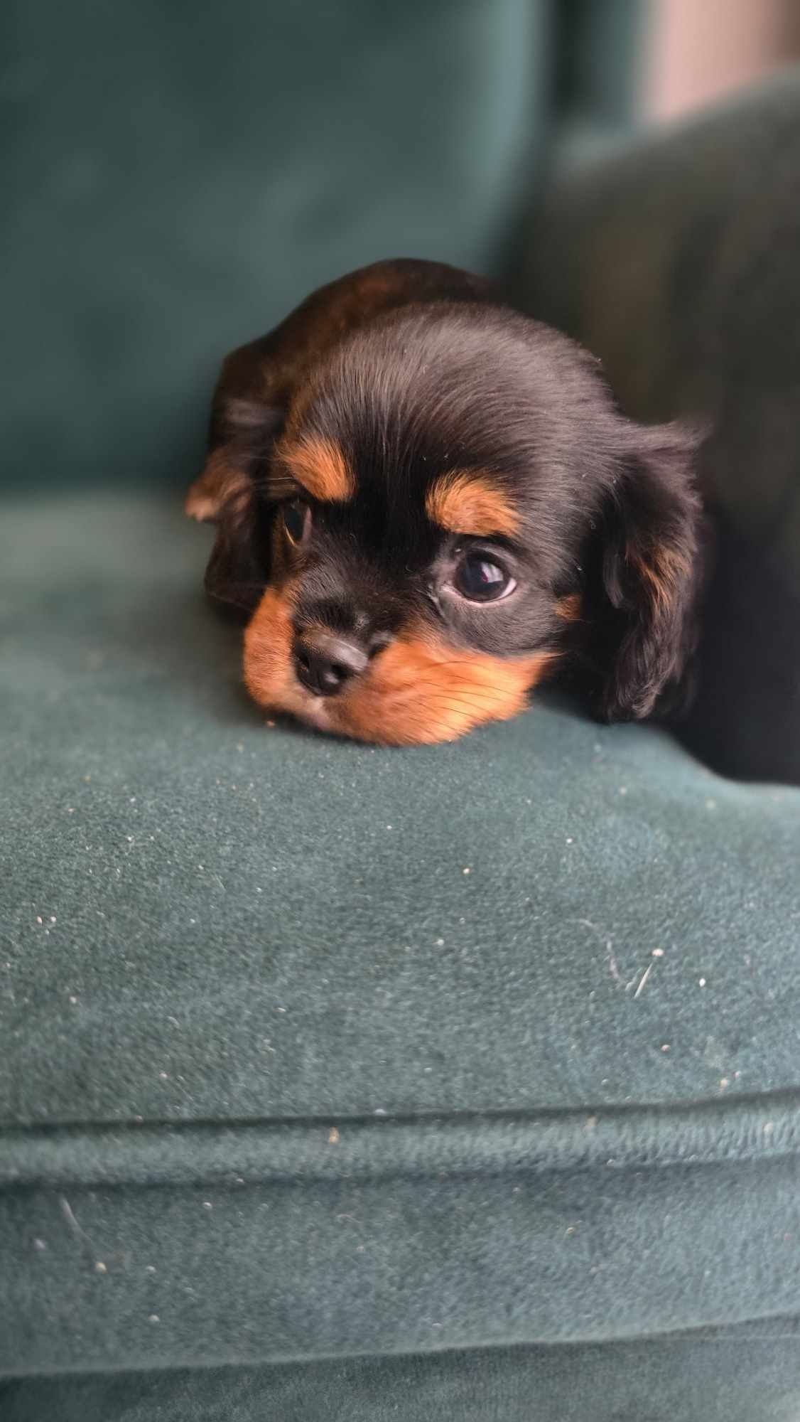 Cavalier King Charles Spaniel do rezerwacji