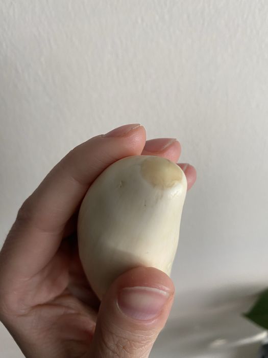 Dente cachalote antigo