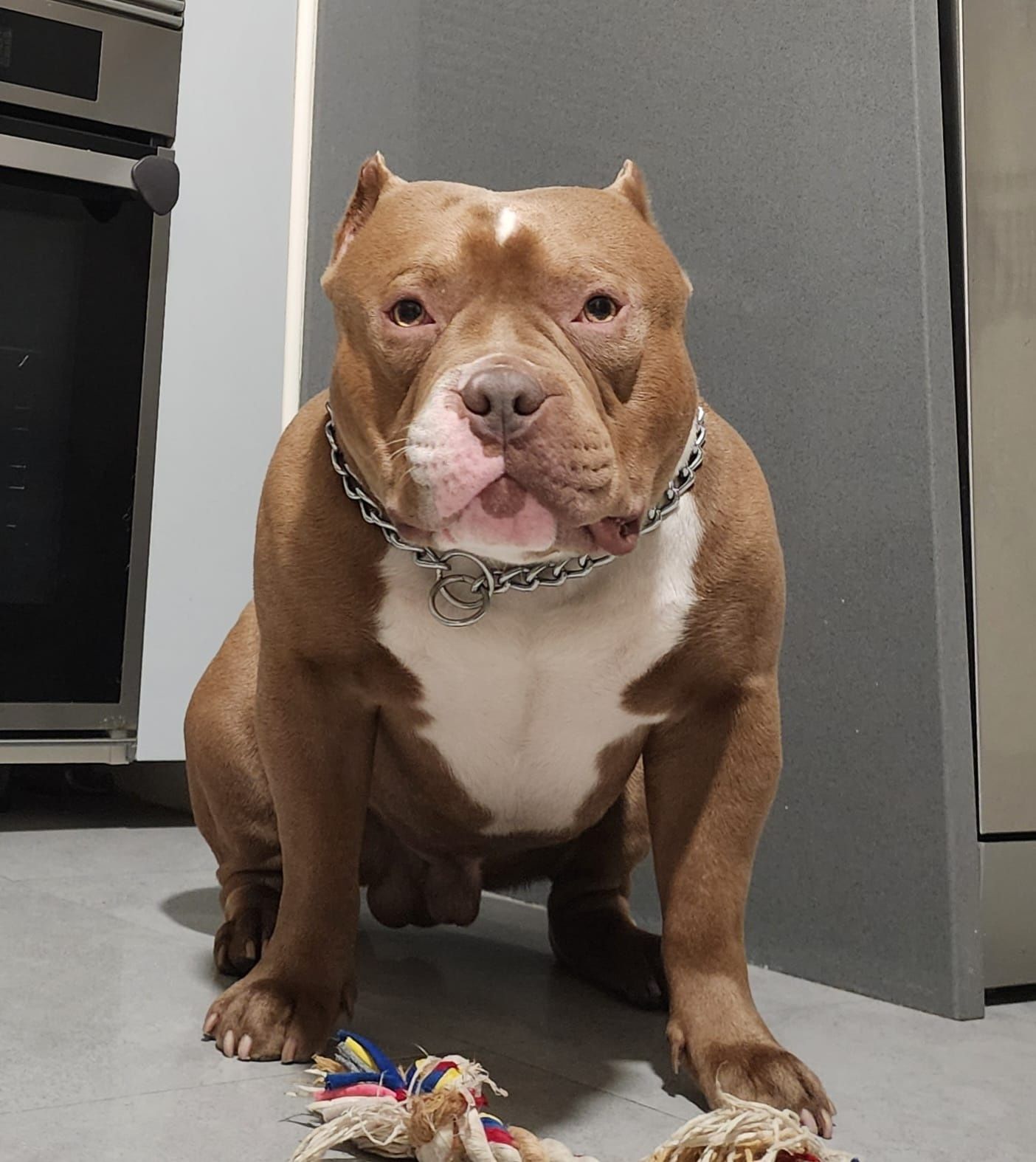American bully Poket disponível para montas