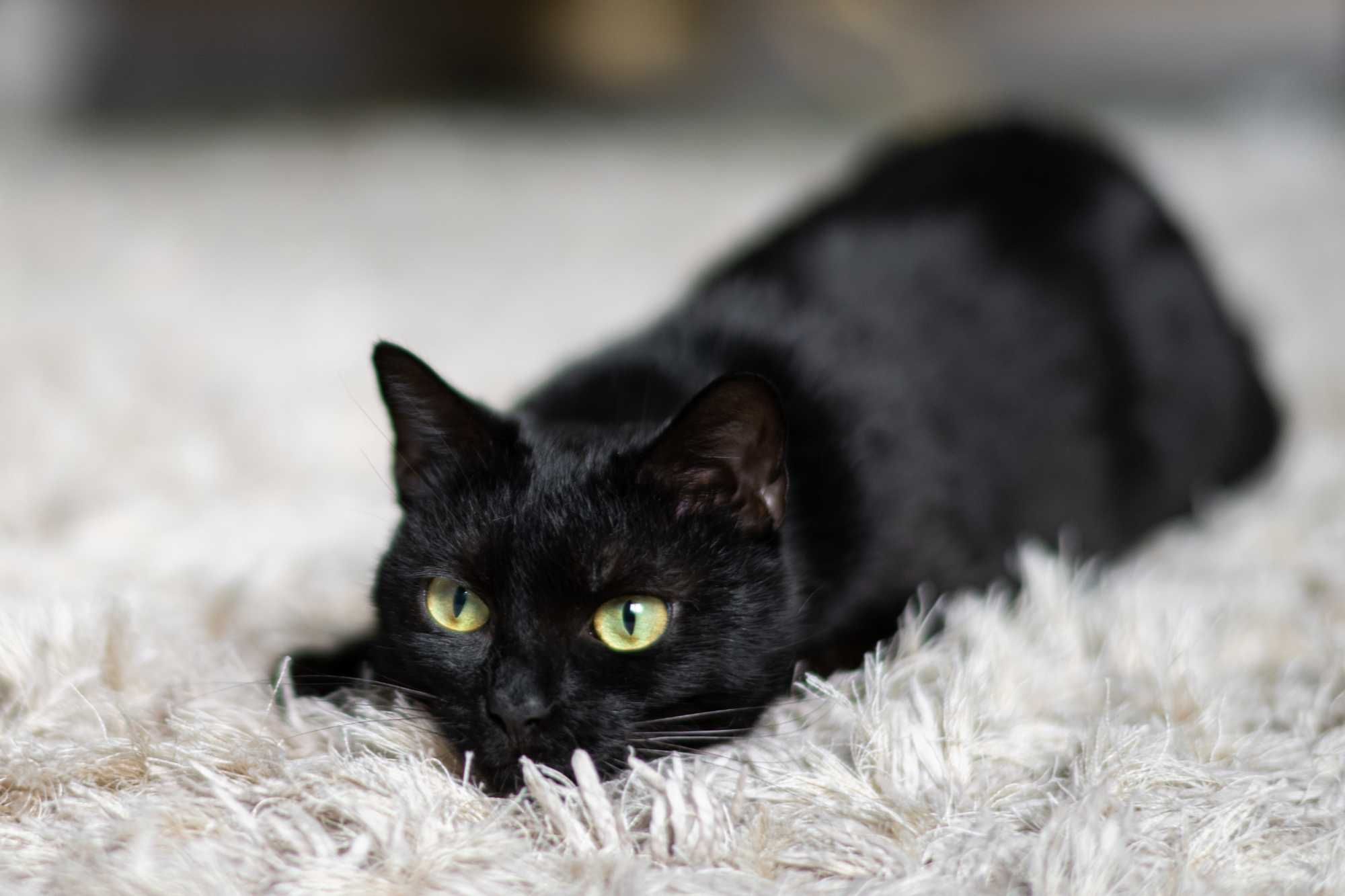 Kotka Luka - czarna piękność