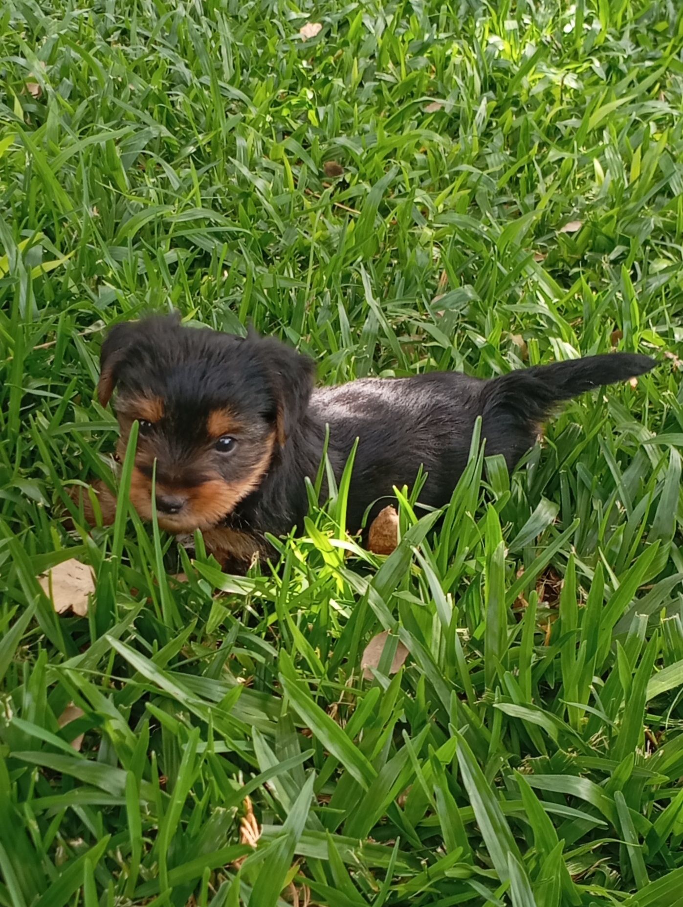 Macho Yorkshire Terrier