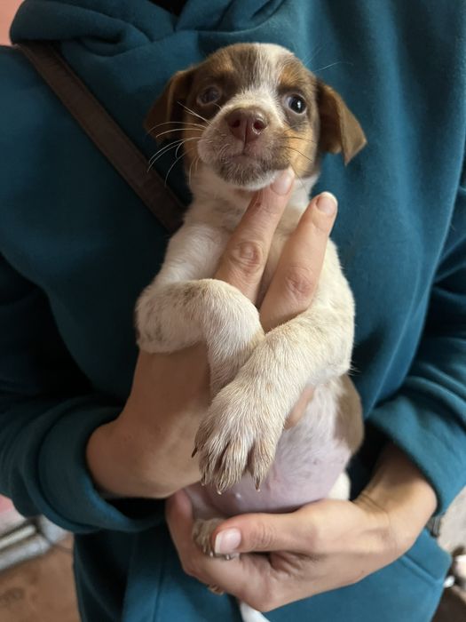 Цуценята в хороші руки