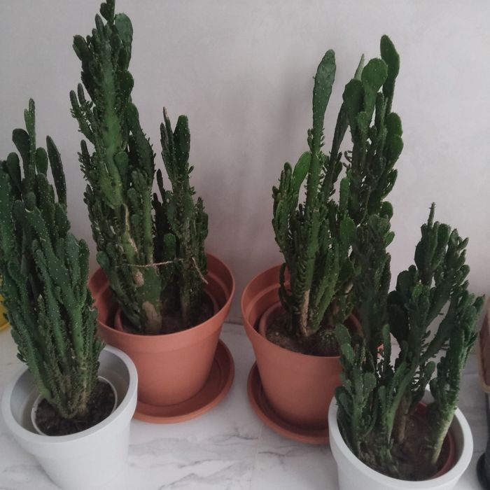 Кактуси   4 штуки