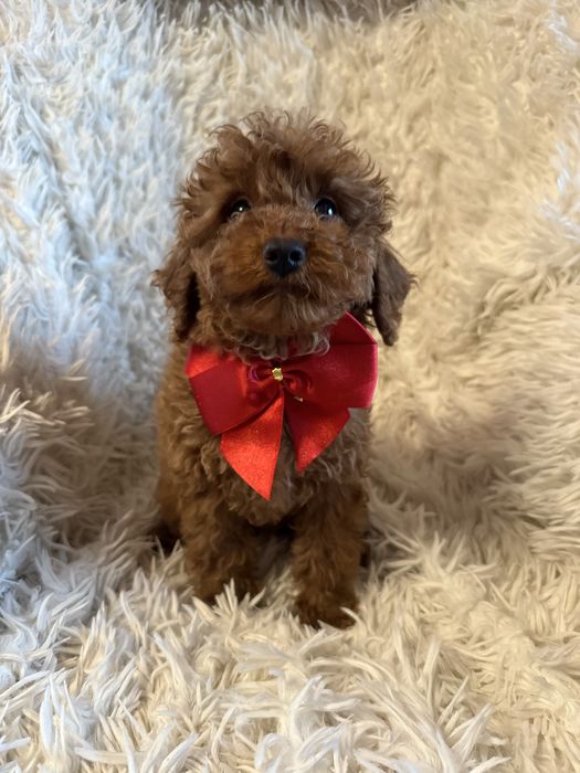 Piesek pudel miniaturowy toy red rodzice mają badania genetyczne