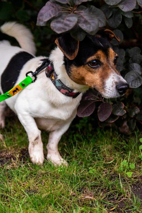 Podaruj dom przyjacielskiej suni w typie jack russel terrier