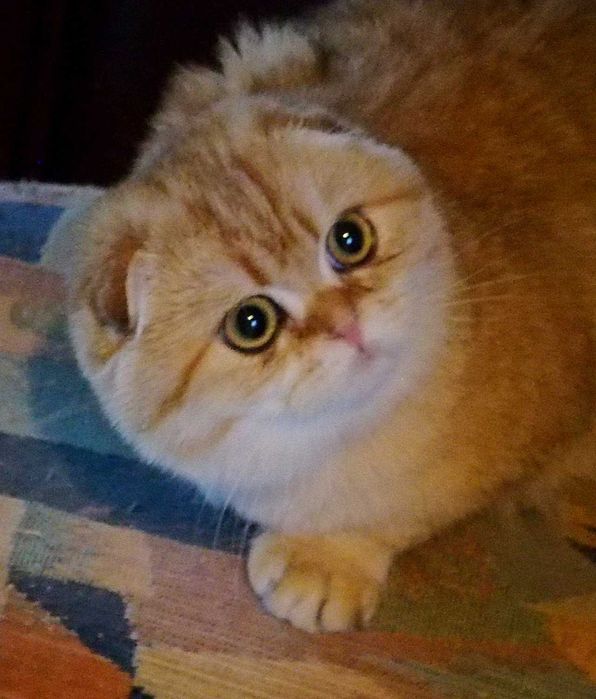 Kotka Szkocka Zwisłoucha PZF WCF Zachodniopomorskie,