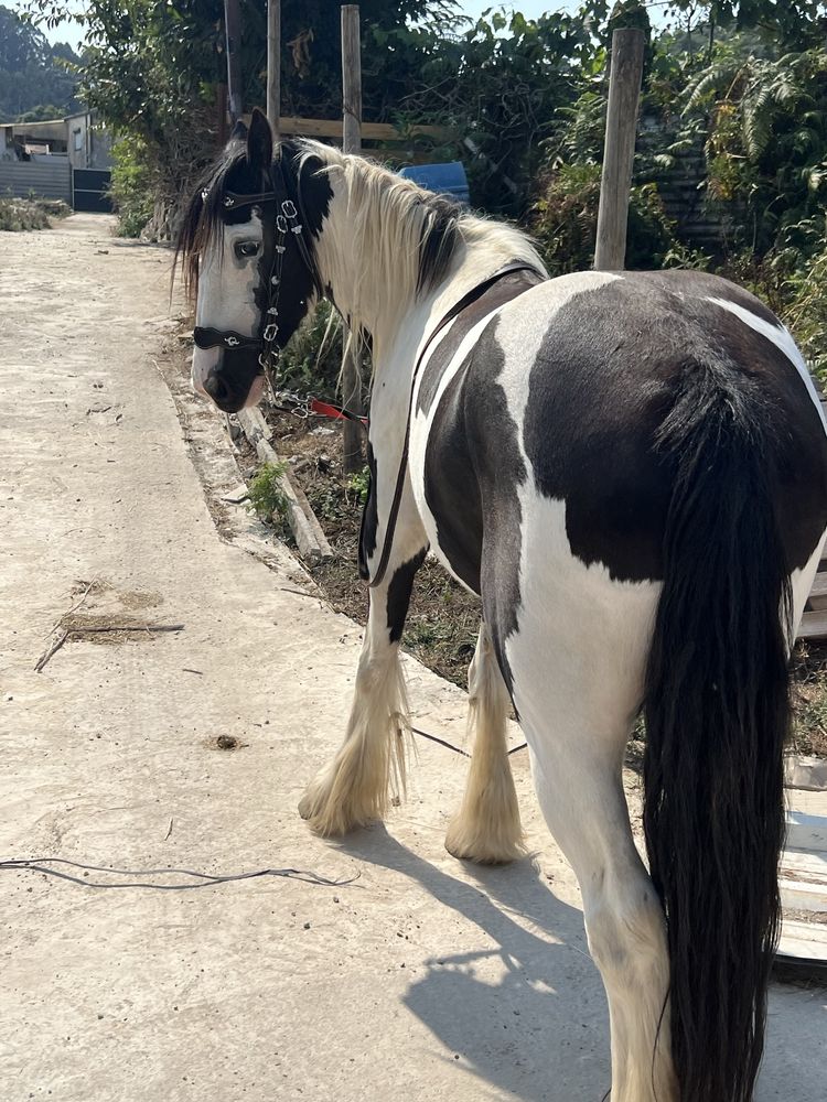 Gypsy Puro uma Pintura