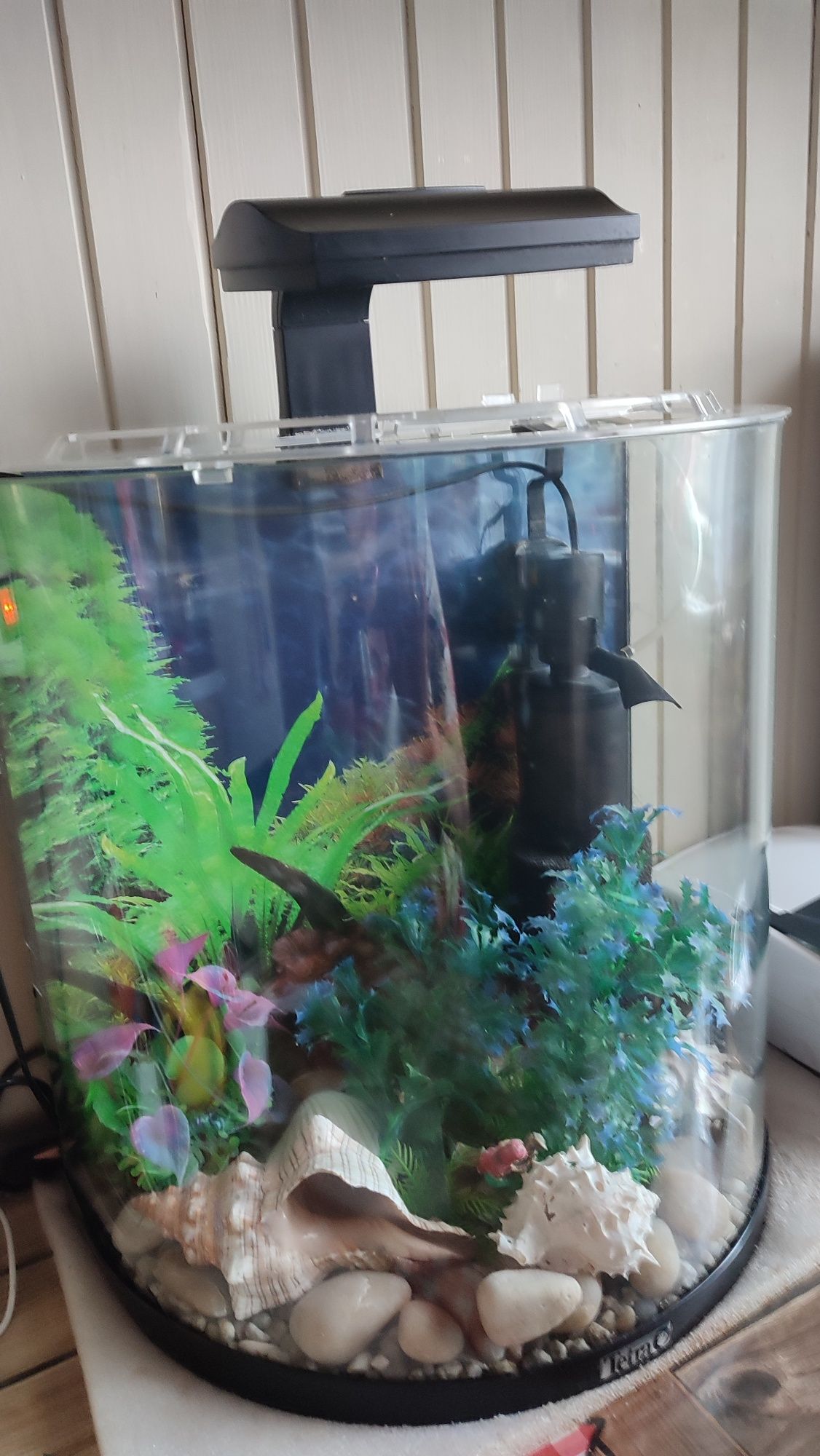 Akwarium firmy Tetra 30 l