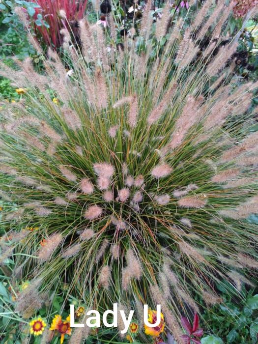 Nadwyżki z ogrodu . Trawy .