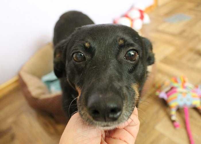 Sami, do adopcji!