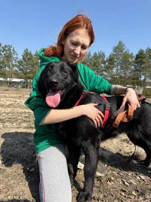 Loca ,sunia w typie Labrador szuka domu.