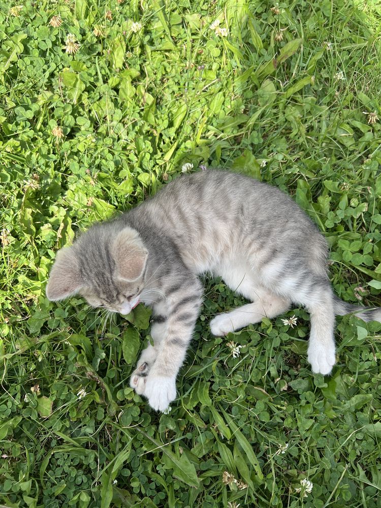 Кошеня в добрі руки