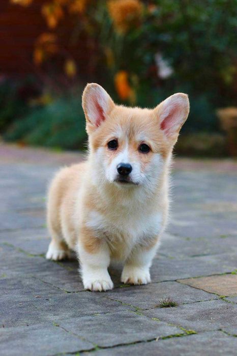 Uroczą suczkę Welsh Corgi Pembroke szukają domu