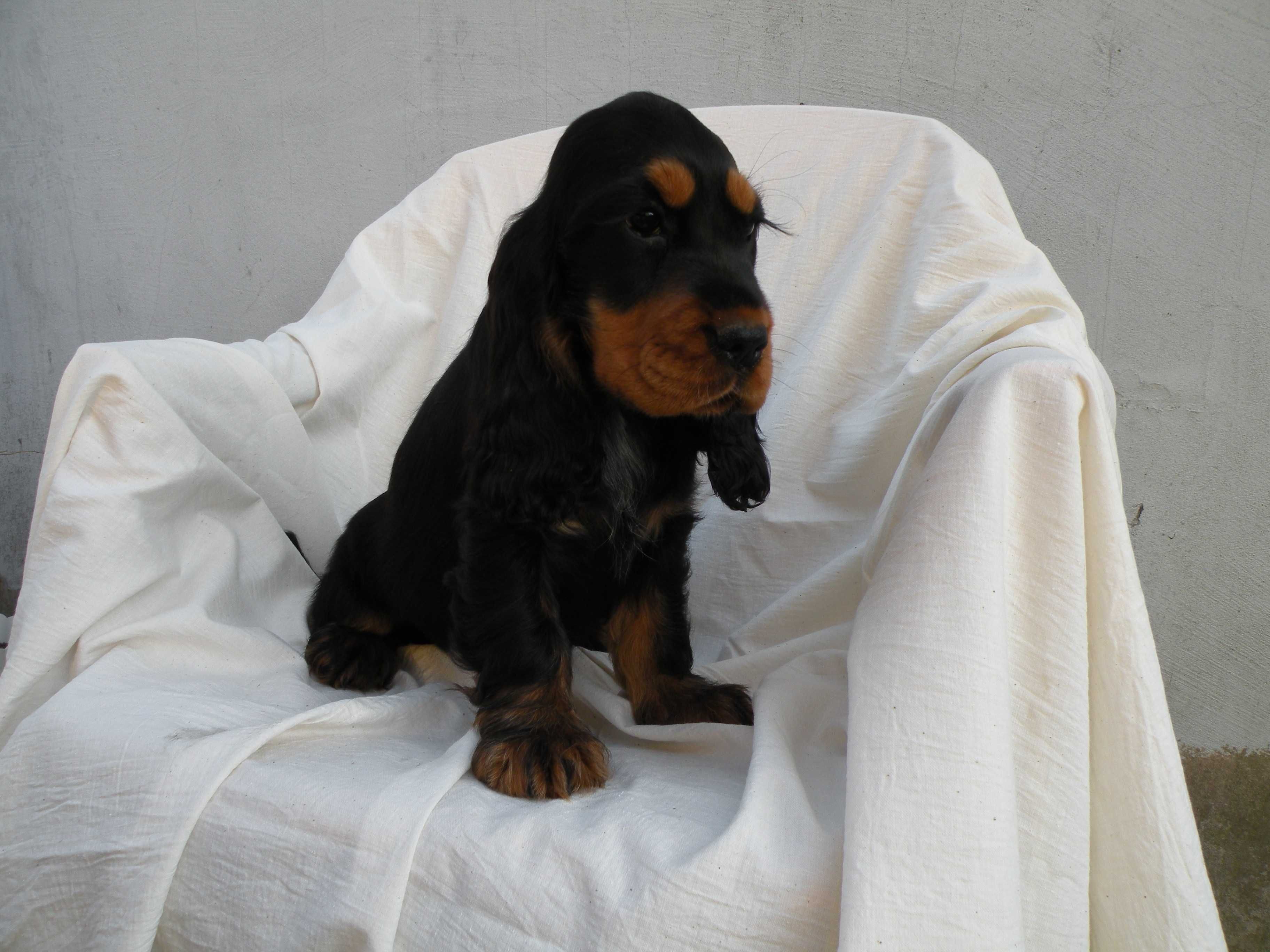 cocker spaniel angielski