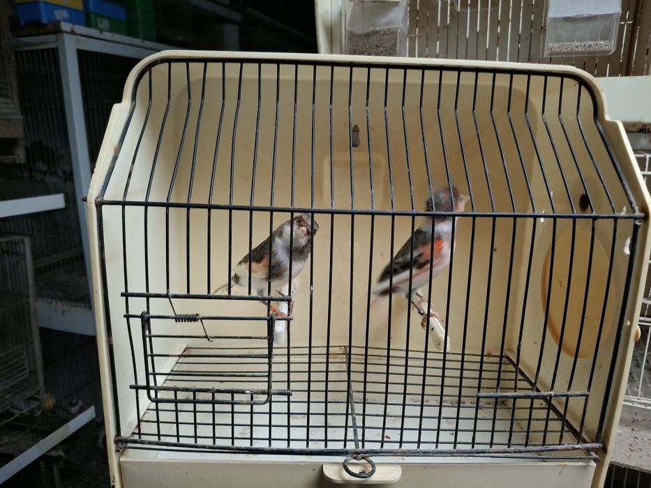 Canários arlequim e negros