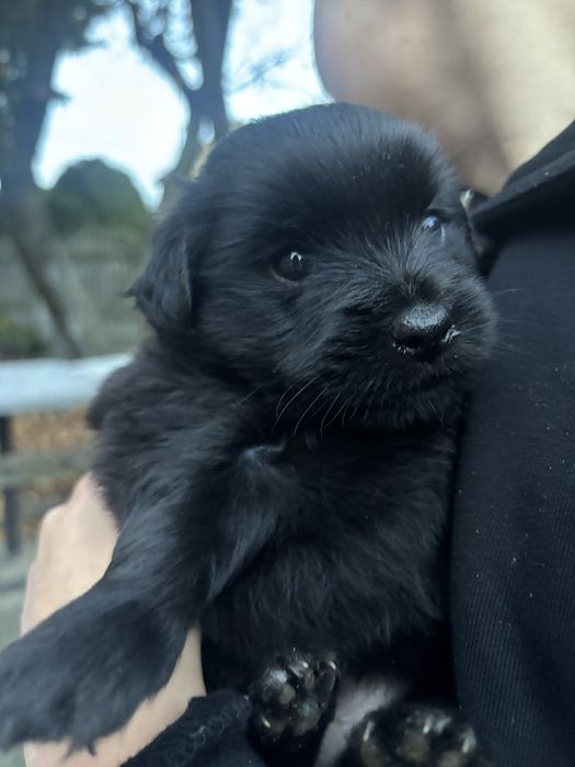 Pieski oddam w dobre rece