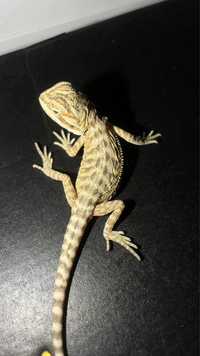 Agama brodata . Młode