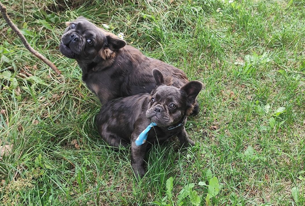 Buldog francuski piesek
