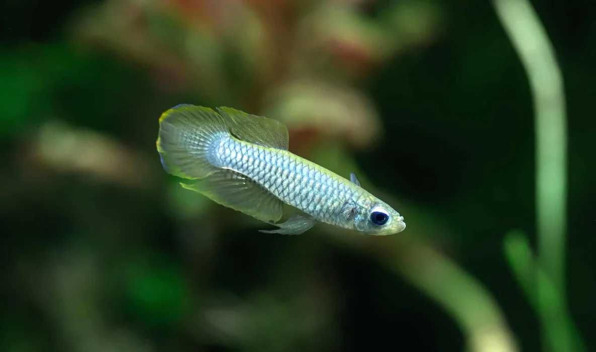 Lampeye Killifish - Poropanchax normani