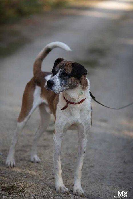 Pilnie! Jarzyna-DUŻY, przytulaśny, ŁAGODNY-możliwy dowóz