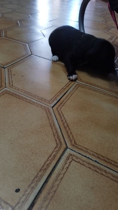 Dou cães fofinhos