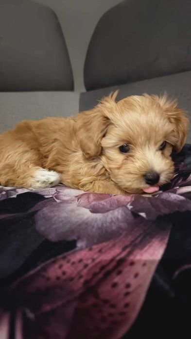 Śliczny Maltipoo