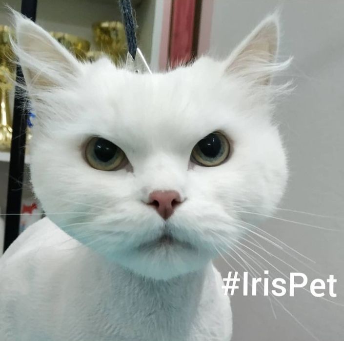 Стрижка кошек Харьков