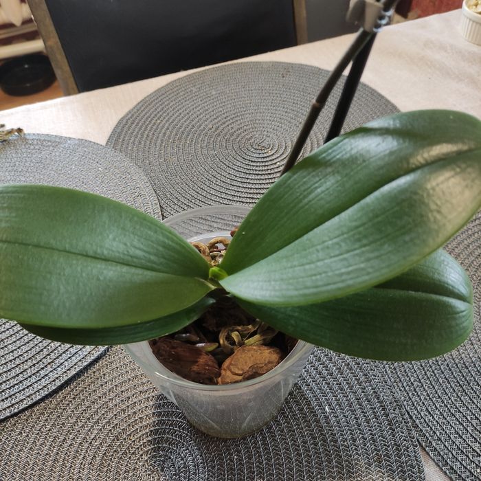 Орхідея Чері бомб метелик