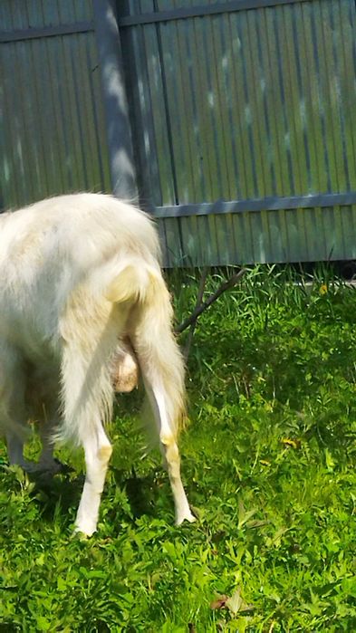 Супер цап продам. або обміняю на сіно, зерно