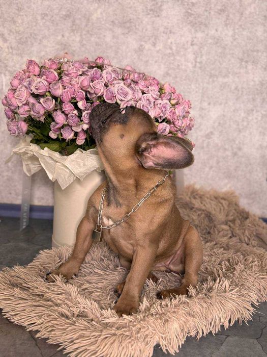 Цуцики Французького Бульдога