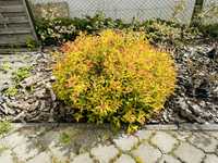 Tawuła japońska żółty krzak GOLDFLAME Spiraea japonica