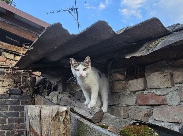 Кошеня шукає родину